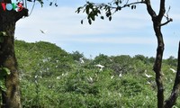 Bằng Lăng stork garden in Cần Thơ province