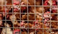 WHO says H5N8 transmission to humans is possible