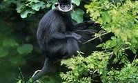 Endangered langurs spotted in Quang Binh forest
