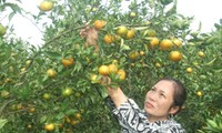 Das Dorf Cao Phong baut Markenzeichen für ihre Orangen auf