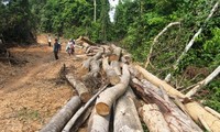 Staatsgruppe tagt über Plan zum Waldschutz bis 2020
