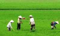 Modell “Feldbindung” in Dong Thap: Erfolg bei der Neugestaltung ländlicher Räume