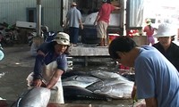 Phu Yen führt Pilotmodell für Produktion von Thunfisch nach Wertschöpfungskette durch