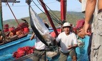 Vietnam will mit Japan im Thunfisch-Export erfolgreich zusammenarbeiten