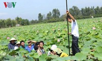 Dong Thap - Gelände der Lotosblumen