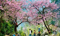 Neuer Frühling bei allen Vietnamesen