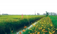 Modell „Reisfeld mit Blumenrand” trägt zur nachhaltigen Landwirtschaftsproduktion bei