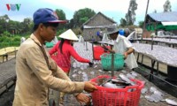 Dorf zur Herstellung von getrockneten Schaufelfadenfisch 