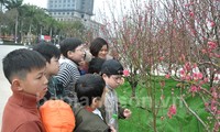 Fest der Pfirsichblüte in Provinz Lang Son