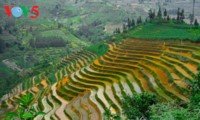Reisterrassen Ha Giang in der Zeit der Wasserfelder