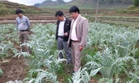 Kreis Quan Ba in der Provinz Ha Giang pflanzt Kräuter zur Verbesserung des Lebens