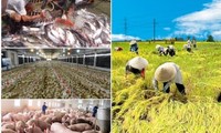 Covid-19: Förderung landwirtschaftlicher Produktion zur Garantie der Nachfrage im Inland und für Export