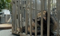 Präsentation des Medienfilms „Krankheitsrisiken durch den Konsum von Wildtieren“