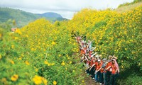 Prächtige Saison von mexikanischen Sonnenblumen in den Bergen