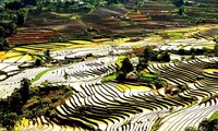 Schönheit der Reisterrassen in der Zeit der Wasserfelder