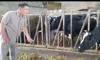 Milchkuhbetrieb Tan Tai Loc in der Gemeinde Dai Tam in Soc Trang