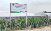 Die Provinz Hai Duong wendet Hochtechnologie in Landwirtschaftsentwicklung an