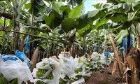 Handelsverbindung und Vorstellung der Bio-Agrarprodukte Vietnams in Australien