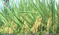 Rice exporters enjoy successful year
