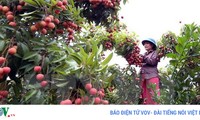 Vietnam becomes world’s second largest lychee exporter 