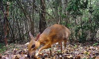 World's smallest ungulates spotted in Vietnam after 3 decades