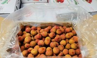 Vietnamese fresh lychees sell for 30 AUD per kilo in Australia