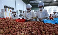 Vietnam ships lychees by sea to US for first time 
