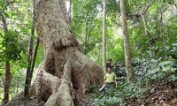 Forest covers 42.02% of Vietnam’s total area by end of 2021