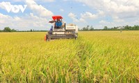 Vietnam seeks high-quality, low emission rice production