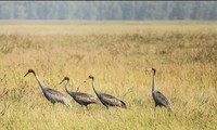 Red-crowned cranes return to Tram Chim National Park