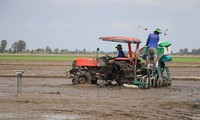 Mekong Delta launches low-emission, high-quality rice farming model