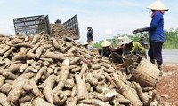 Vietnam eyes 2 billion USD from cassava exports 