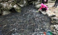 ธารปลาพิศวงในจังหวัดThanh Hoa