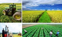 นครโฮจิมินห์สรุป5ปีปฏิบัตินโยบายเกษตร-เกษตรกร-ชนบท