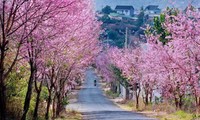 เมืองดาลัดได้รับการยกย่องเป็น 1 ใน 10 สถานที่ชมดอกไม้ที่สวยงามอันดับต้นๆ ของโลก
