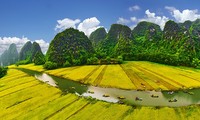 ชมภาพทุ่งนาเหลืองอร่ามหลายแห่งในเวียดนาม 