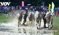 สนุกสนานกับเทศกาลแข่งวัวไบ๋นุ้ยในจังหวัดอานยาง