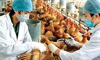 Vietnam detects no case of AH7N9 avian flu in human and poultry