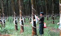 Vietnam Rubber Group continues investment projects in Laos and Cambodia