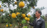 Le Duc Giap, creator of multi-fruit bearing trees for Tet