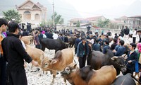 Cow market in Meo Vac