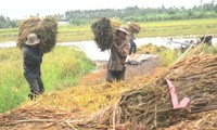 Restructuring rice sector in the Mekong River Delta