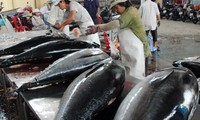 Vietnam hopes cooperation with Japan on ocean tuna exports will succeed