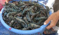 China lifts ban on import of prawns from Vietnam