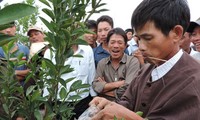 Festival highlights kumquat growing craft in central Vietnam