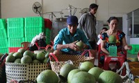 Growing green-skin grapefruits helps build new rural areas in Ben Tre