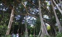 Ancient banyan in Binh Dinh named Heritage Tree