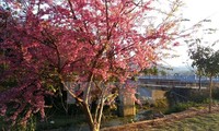 Japanese cherry trees take root in Da Nang