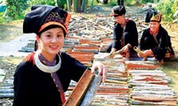 Cinnamon growing helps reduce poverty in Yen Bai province