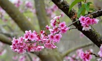 Ha Long cherry blossom festival 2016 to open 